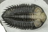 Multi-Toned Coltraneia Trilobite Fossil - Top Quality Specimen #300546-2